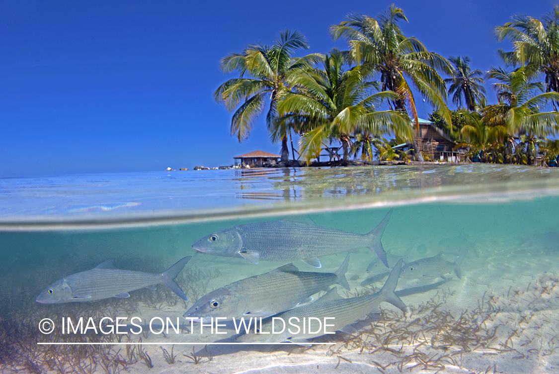 Bonefish in habitat.