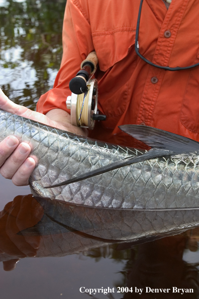 Flyfisherman holding tail of a tarpon