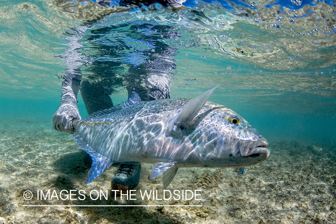 Flyfisherman releasing bluefin trevally.