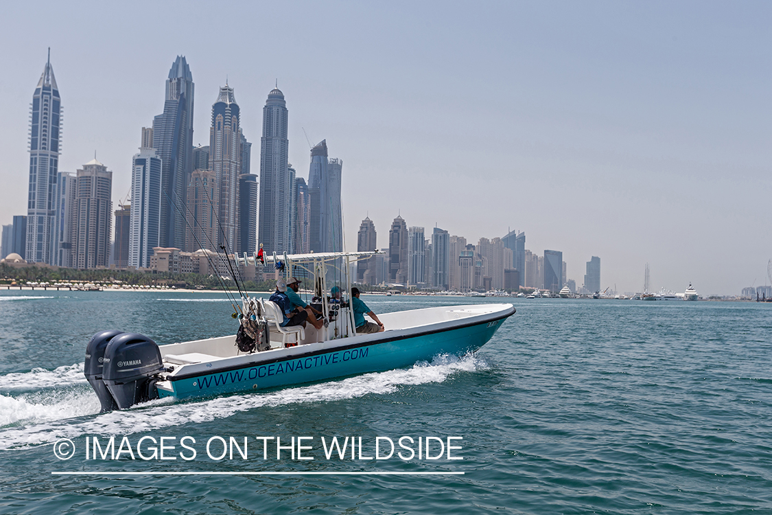 Flyfishing for queenfish off the coast of Dubai, UAE.