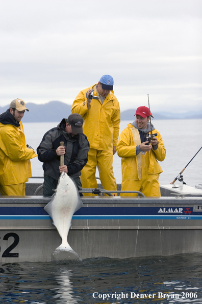 Fishermen landing a halibut.  (Alaska/Canada)