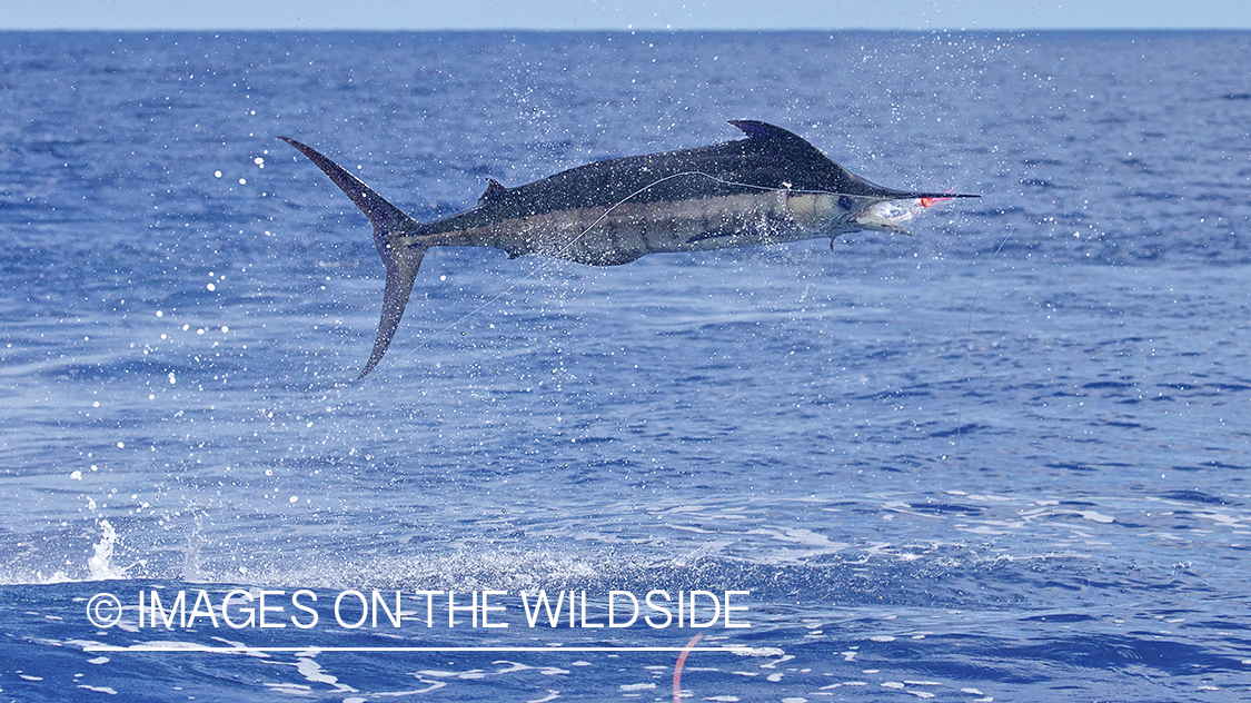 Marlin (blue) jumping.