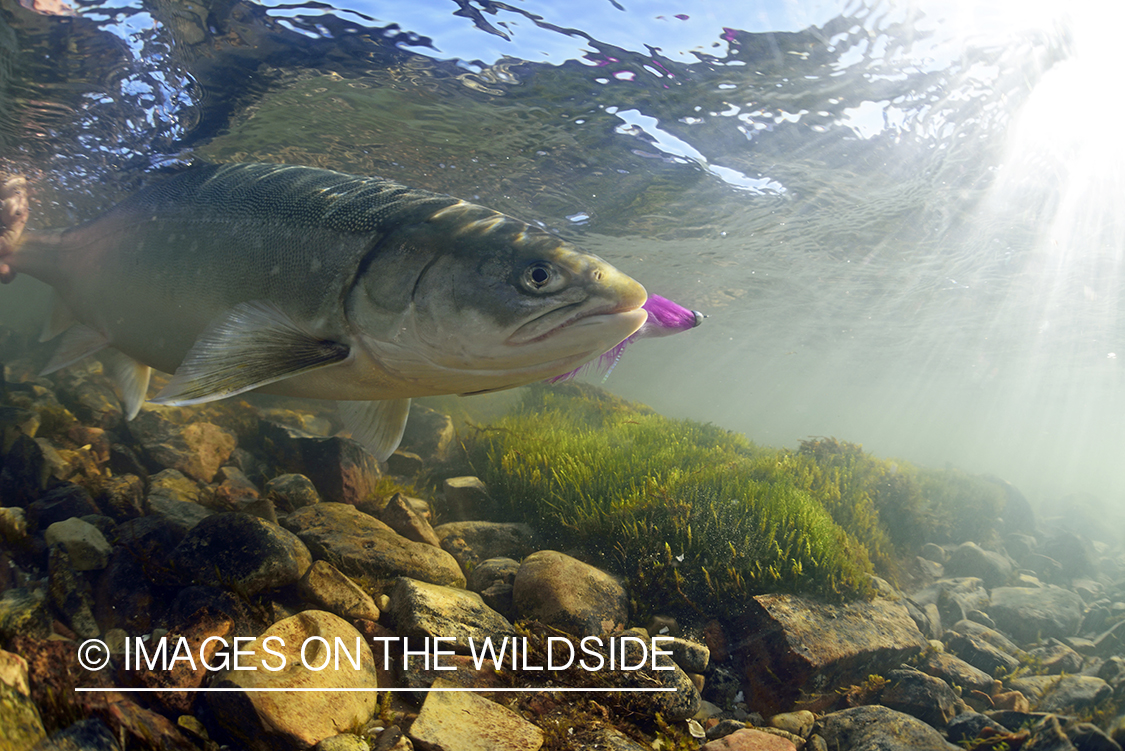 Arctic Char with fly in mouth underwater.