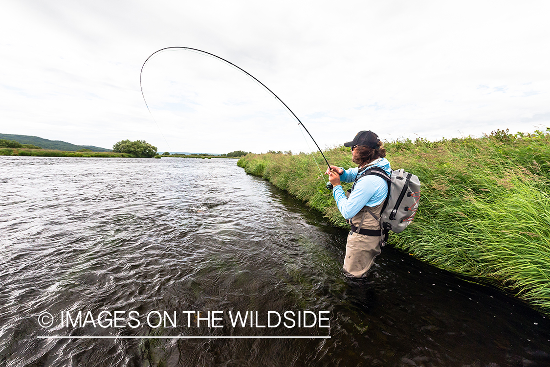 Flyfisherman fighting fish on the Sedanka river in Kamchatka Peninsula, Russia. 