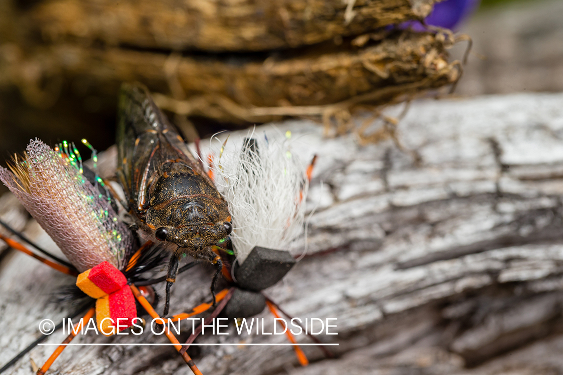 Insect with fishing flies.