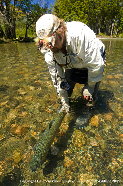 Brown Trout being released