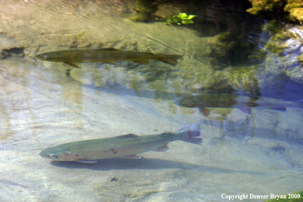 Brown and Rainbow Trout underwater