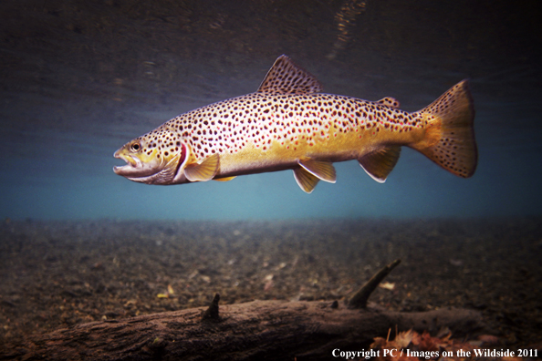 Brown trout, Silver Creek, ID. 