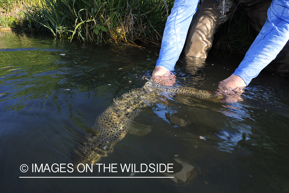 Flyfisherman releasing brown trout.