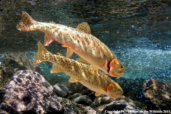 Colorado Cutthroat. 