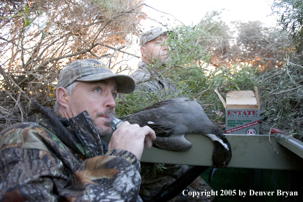 Duck hunter calling ducks from blind.