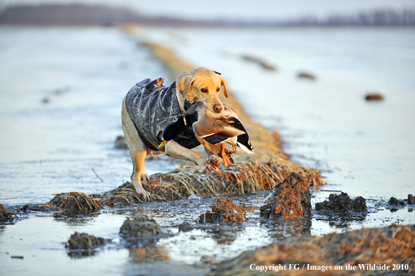 Yellow Labrador Retriever retrieving downed duck