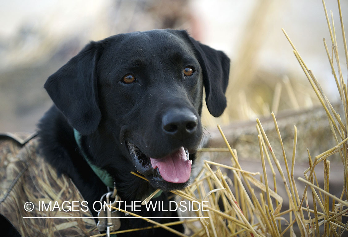 Black labrador retriever in field.