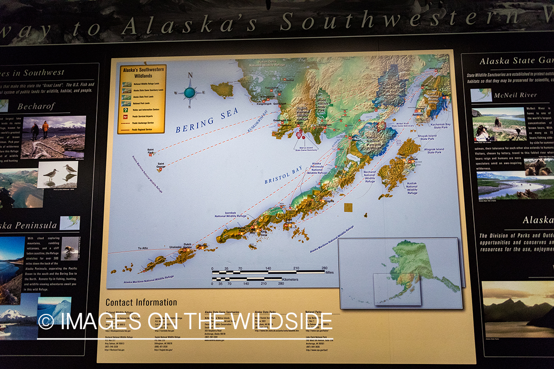 King Eider and Long-tailed duck hunting in Alaska, map of Bristol Bay.