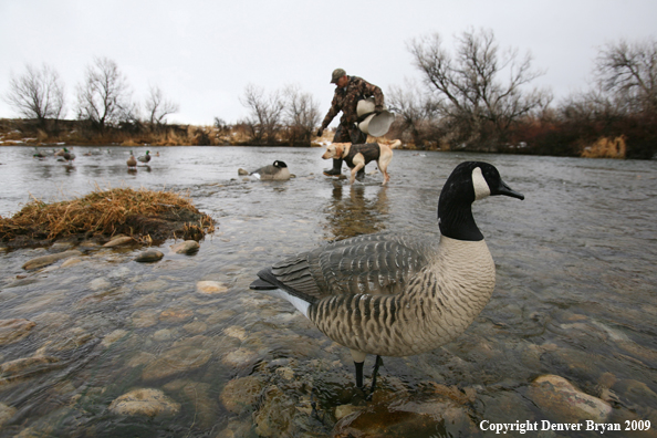 Canadian Goose Decoy