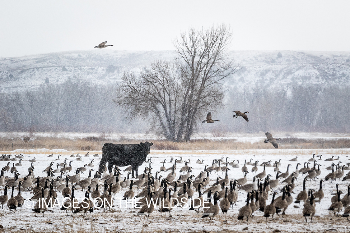 Canada geese in field with cow.