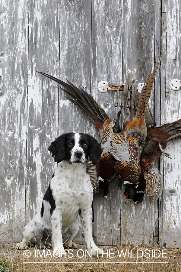 Springer spaniel with bagged pheasants.