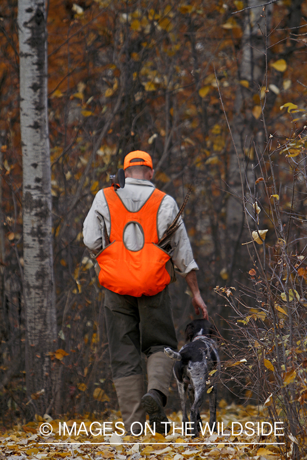 Pheasant hunter in field with Griffon Pointer.