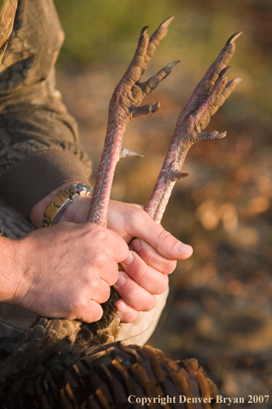 Eastern turkey spurs