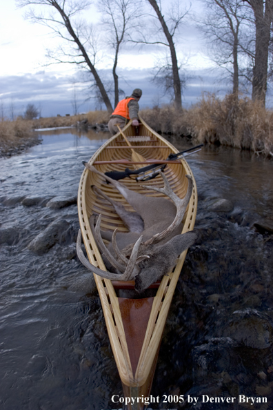 Big game hunter dragging canoe with bagged white-tail deer in bow