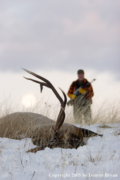 Elk hunter approaching downed elk. Full moon in background.