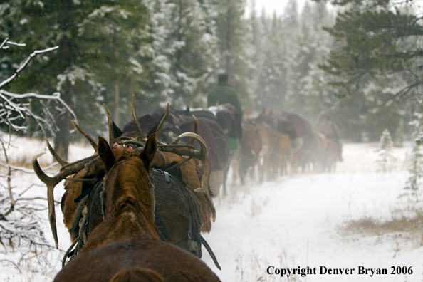 Elk hunters with bagged elk on horse packstring.  