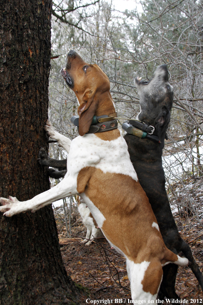 Hunting dogs barking at treed mountain lion. 