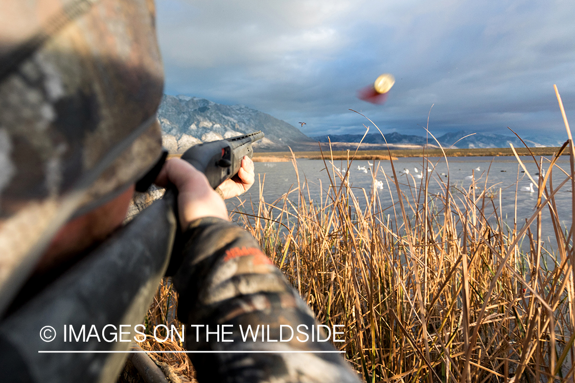 Hunting Tundra Swans and Ducks.