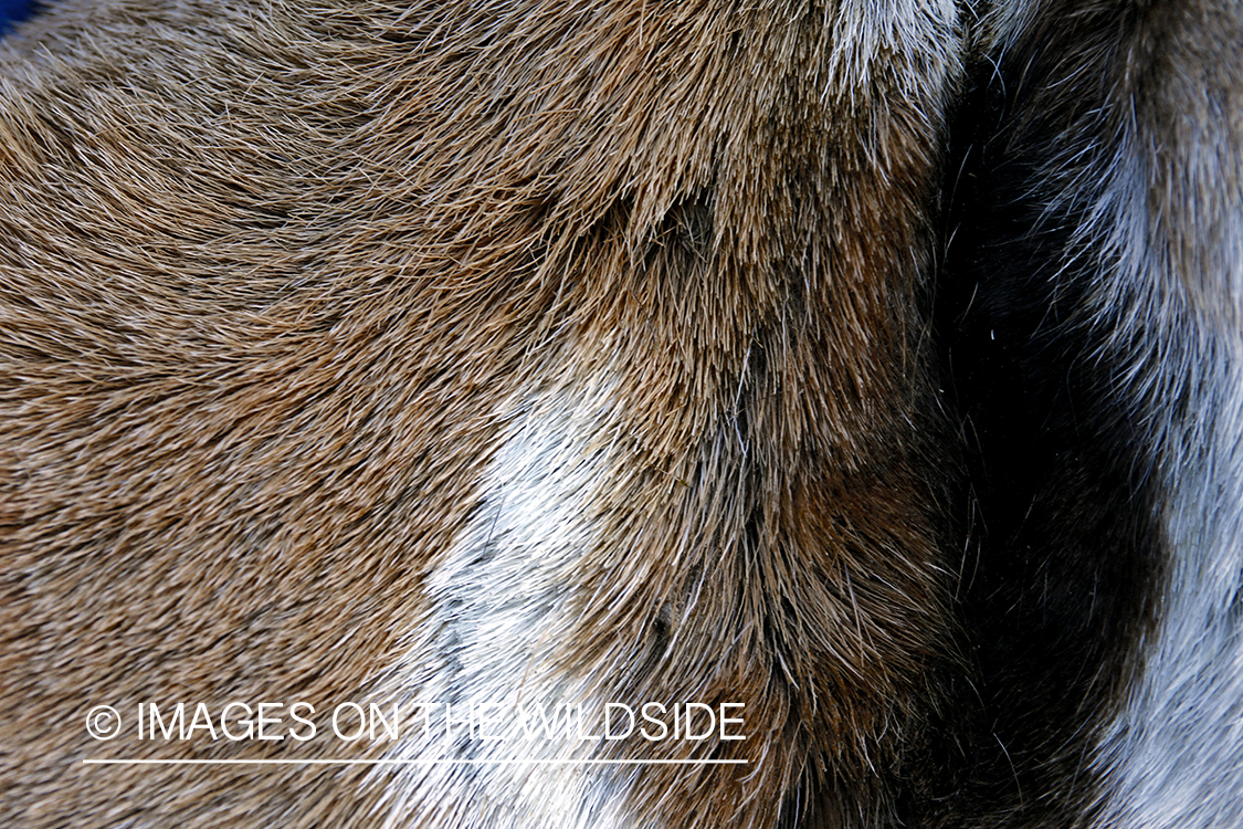 Close-up of bagged pronghorn antelope coat.