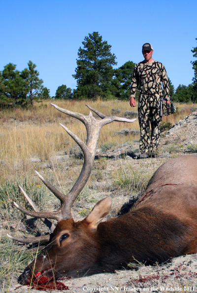 Big Game hunter with bagged Elk. 