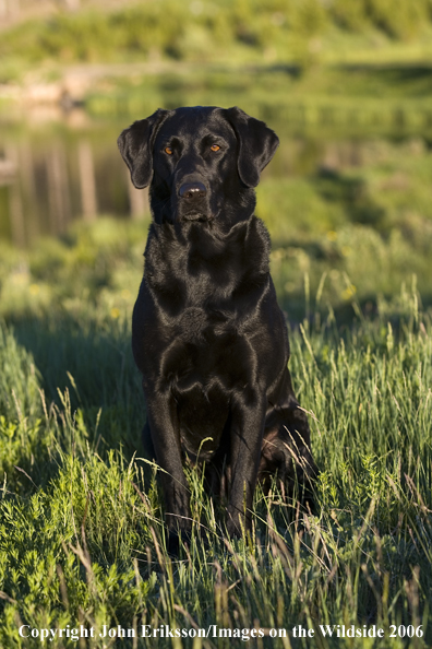 Black Labrador Retriever