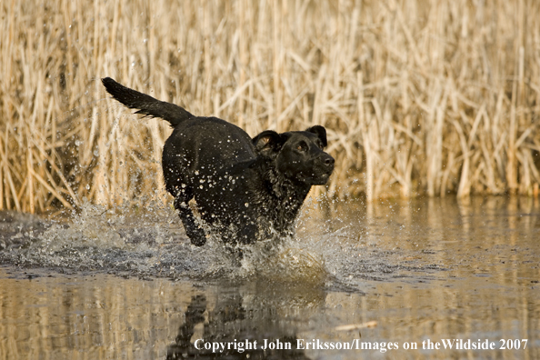 Black Labrador Retriever