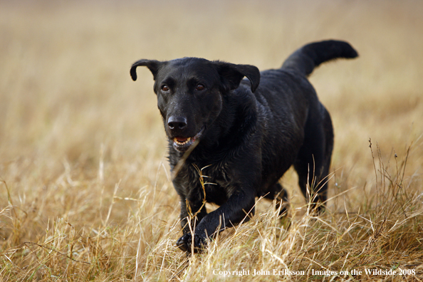 Black Labrador Retriever in field