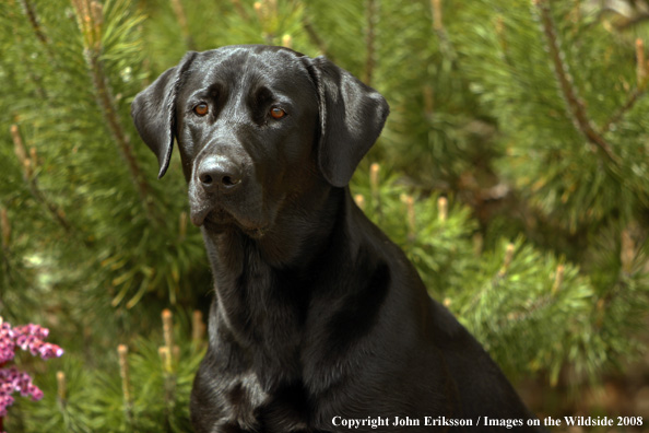 Labrador Retriever