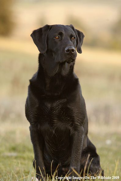 Black Labrador Retriever