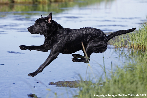 Black Labrador Retriever in field