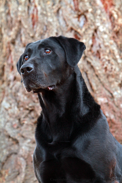 Black Labrador Retriever 