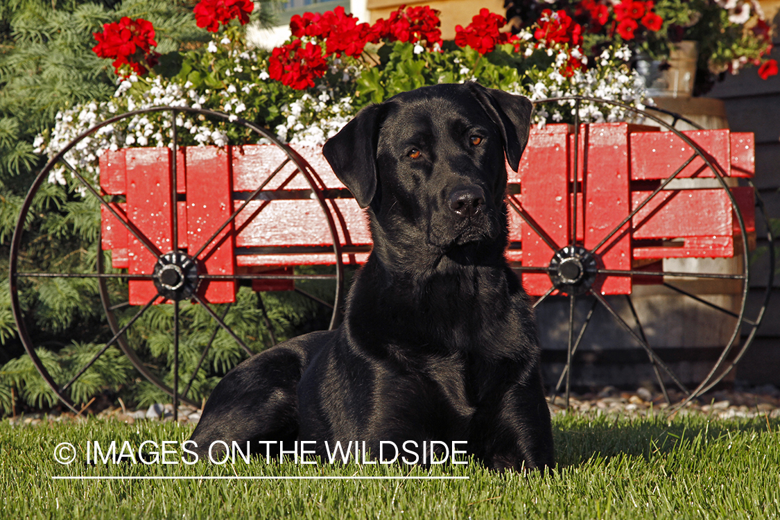 Black Labrador Retriever