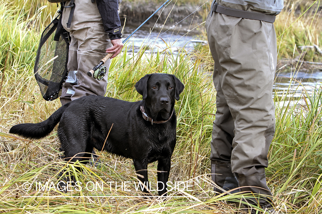 Black Labrador Retriever in field.