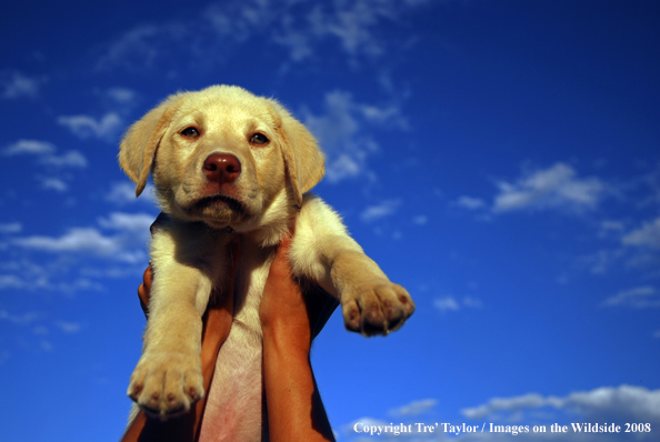 Yellow Labrador Puppy