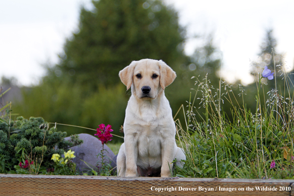 Yellow Labrador Retriever Puppy 