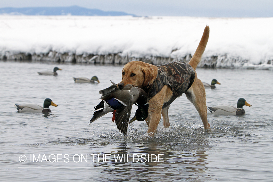 Yellow lab retrieving bagged mallard drake.