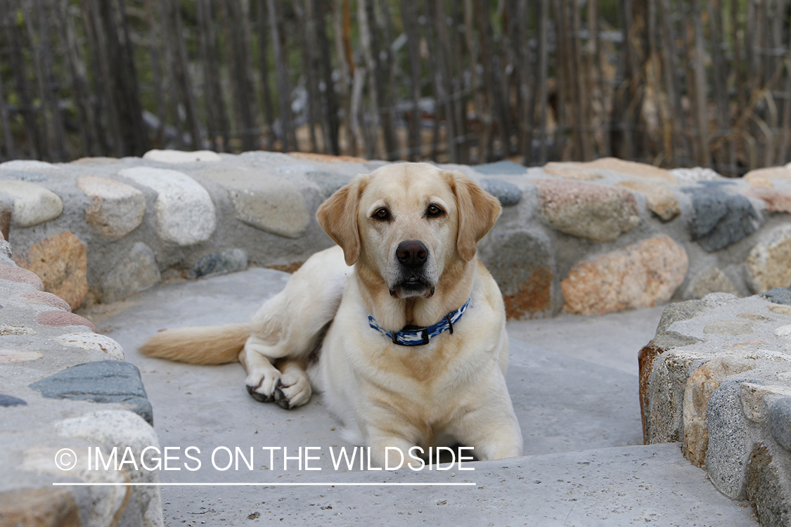 Yellow lab on cobble steps.