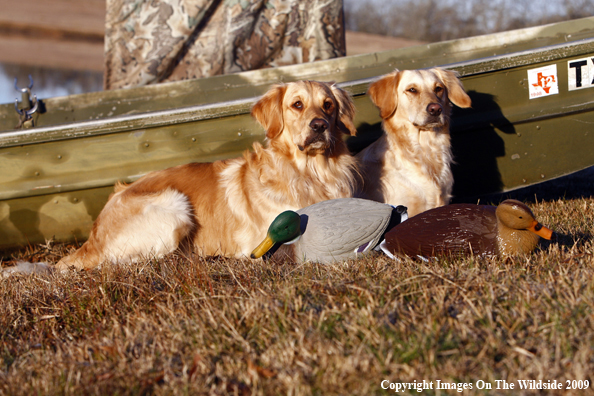 Golden Retrievers with Duck Decoys