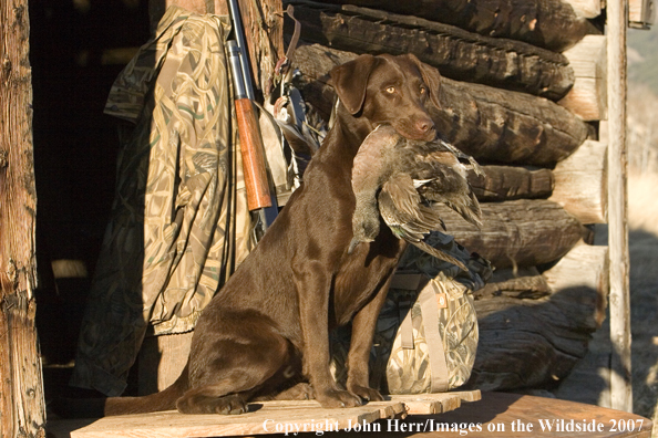 Chocolate Labrador Retriever