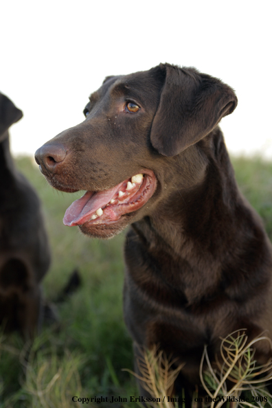 Chocolate Labrador Retriever in field