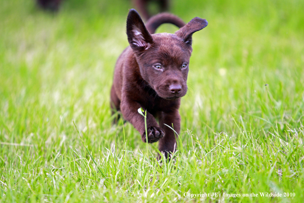 Chocolate Labrador Retriever Puppy