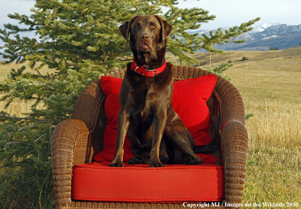 Chocolate Labrador Retriever