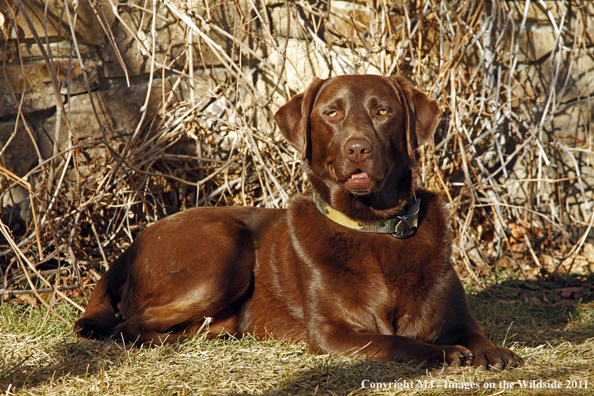 Chocolate Labrador Retriever 