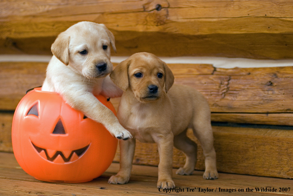 Labrador Puppies